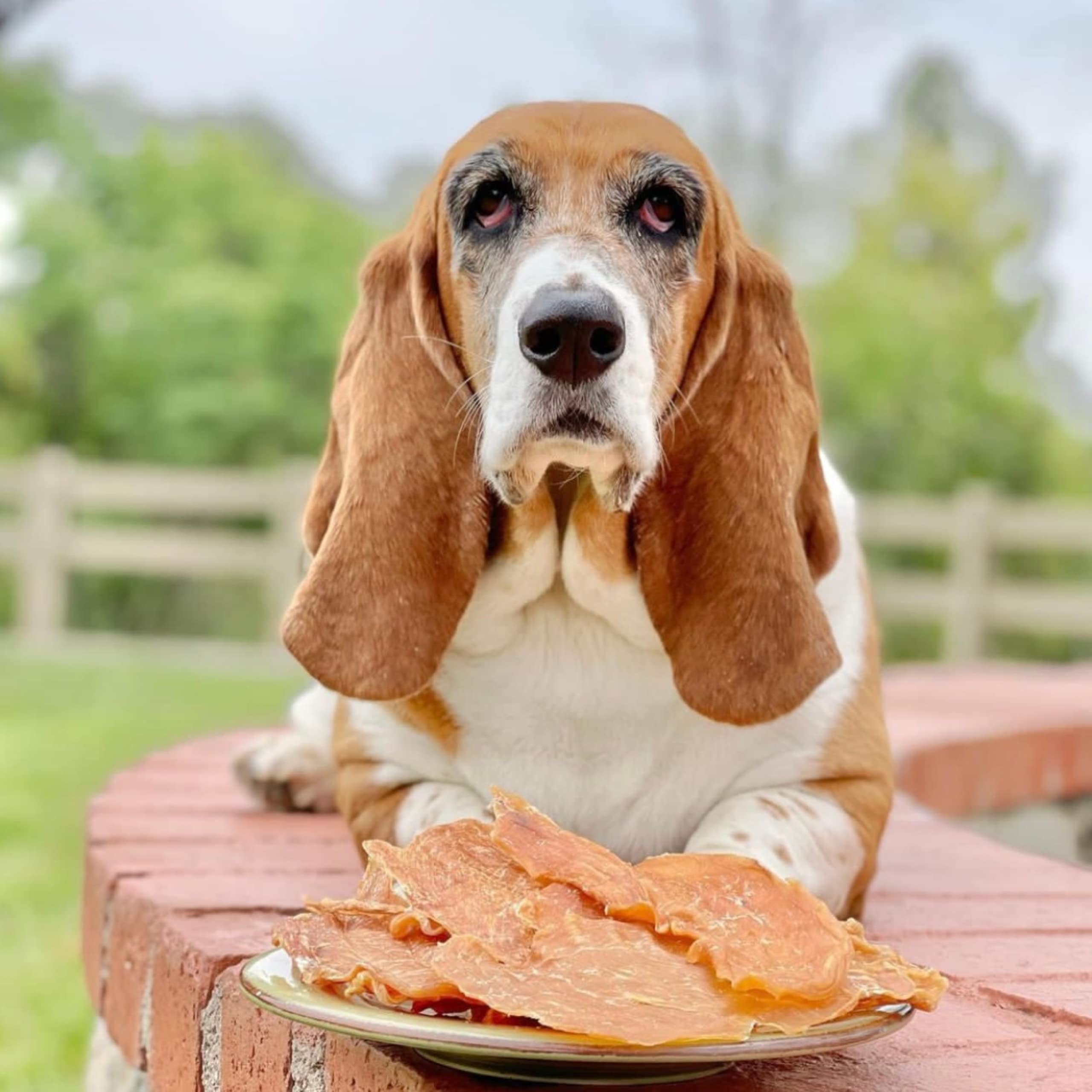 Green Butterfly Brands Chicken Jerky donates to veterans' training service dogs.