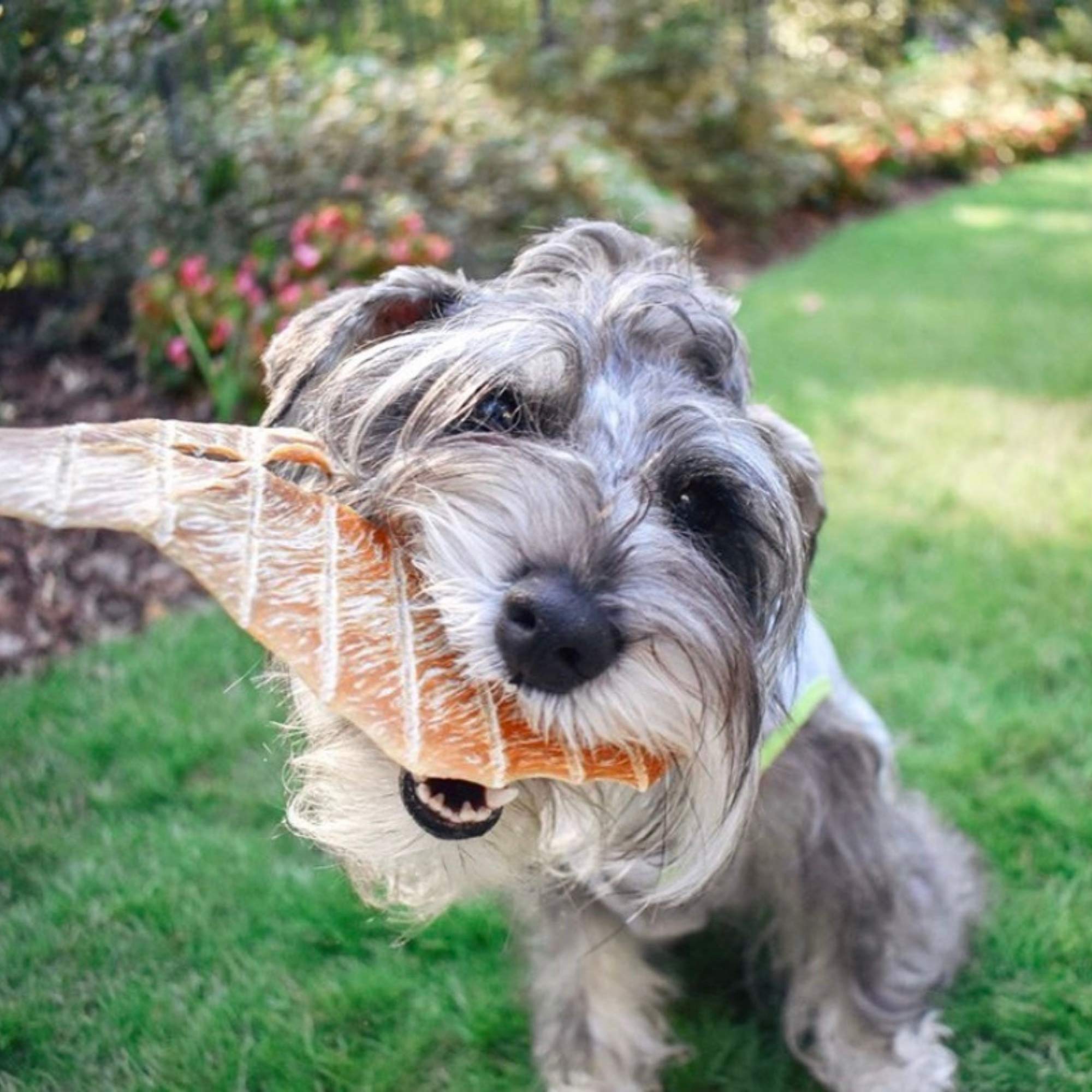 Green Butterfly Brands Chicken Jerky supports American family farms and ethical sourcing.