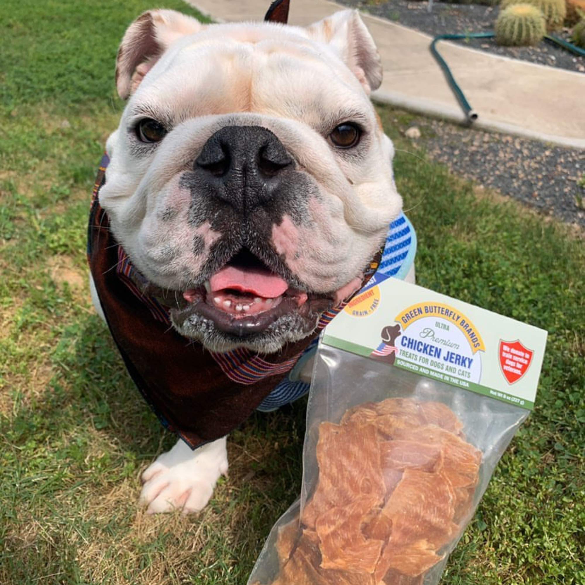 Green Butterfly Brands Chicken Jerky is high-protein and low-fat for active dogs.