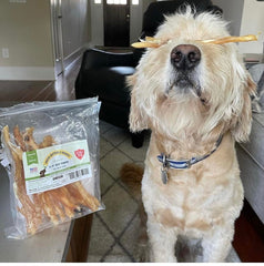 Green Butterfly Brands packaging on display, all-natural dog chews with glucosamine