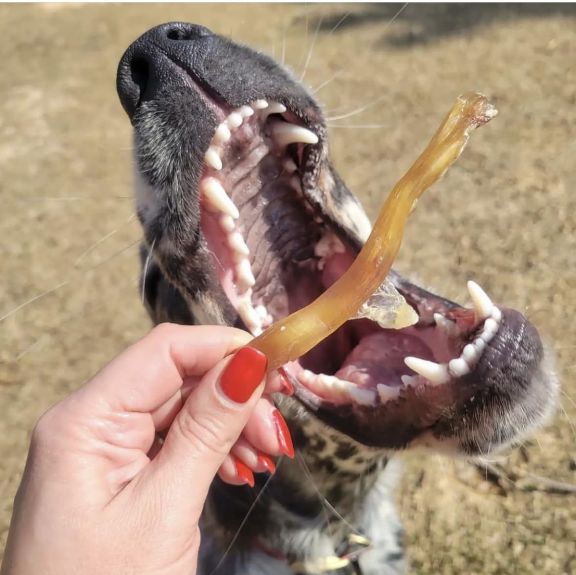 Green Butterfly Brands donates portion of proceeds to service dogs for veterans
