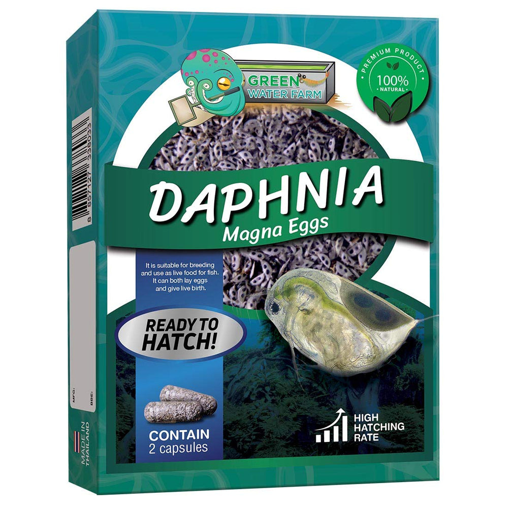 GREEN WATER FARM Daphnia eggs bags showing live culture ready for betta feeding.