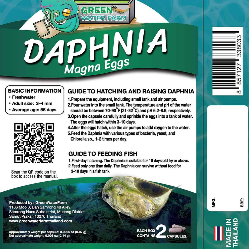 GREEN WATER FARM Daphnia hatchery setup for easy home culture and harvesting.