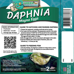 GREEN WATER FARM Daphnia hatchery setup for easy home culture and harvesting.