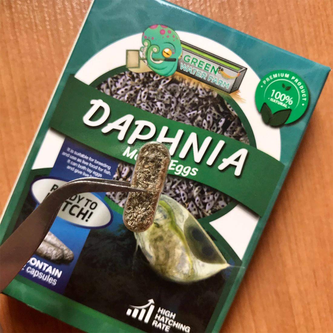 GREEN WATER FARM Daphnia live culture in tank with active micro-crustaceans.