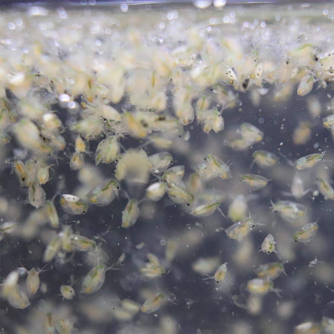 GREEN WATER FARM Daphnia tank dynamics with thriving live food culture.