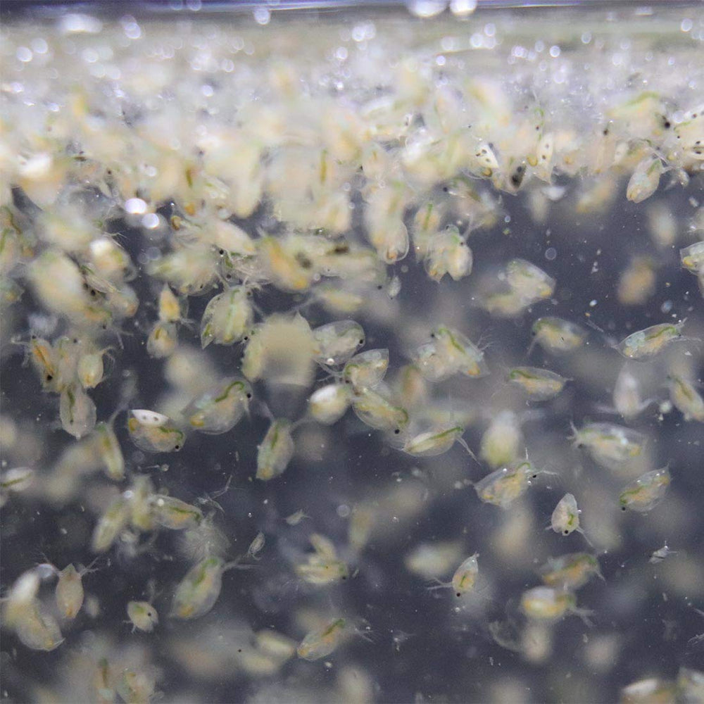 GREEN WATER FARM Daphnia tank dynamics with thriving live food culture.