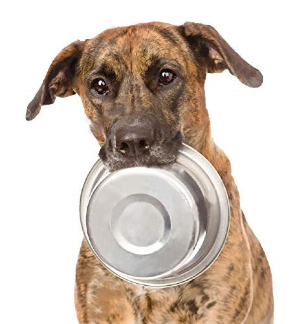 Greendale 2Pack replacement bowls for elevated feeding stands in use.