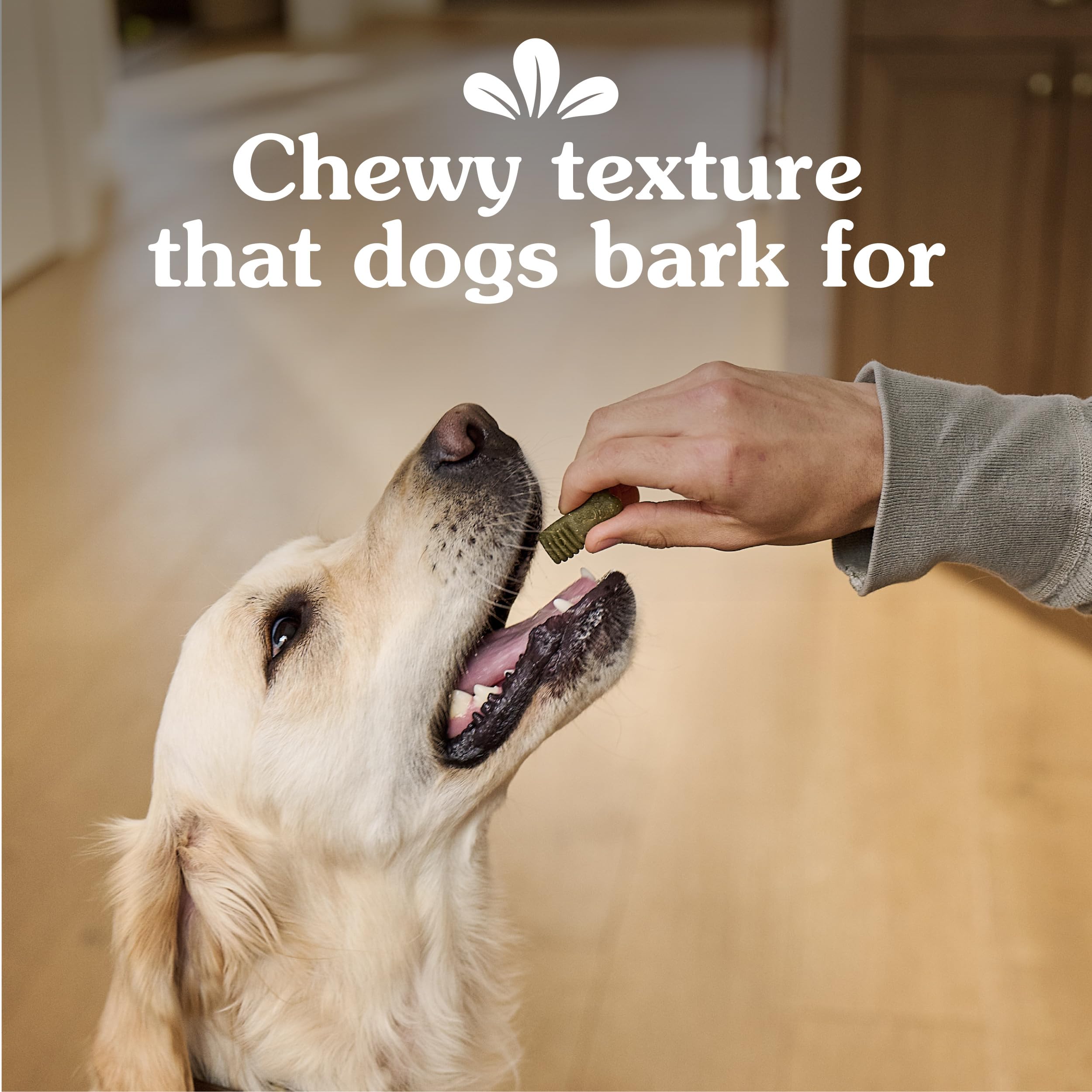 Dog eagerly accepts Greenies Anytime Bites as a reward.