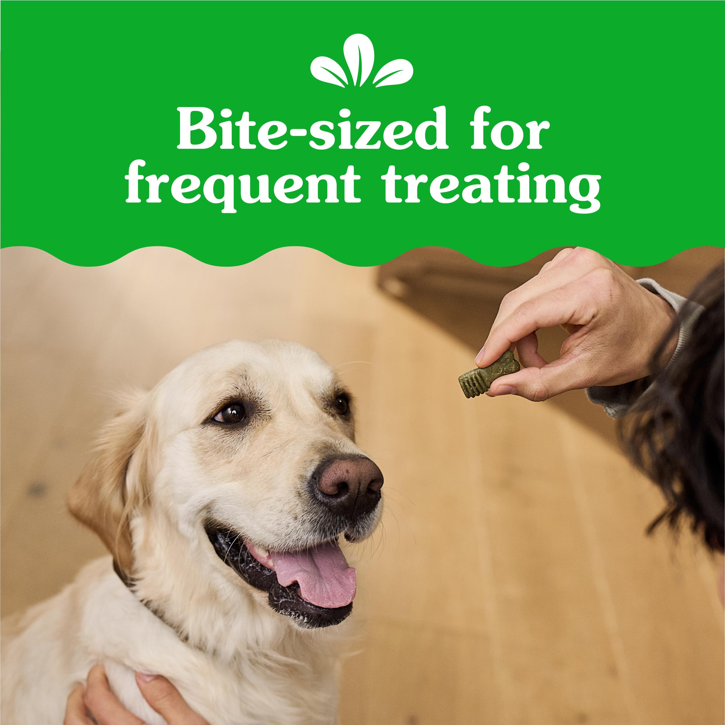 Dog trainer uses Greenies Anytime Bites during park training.
