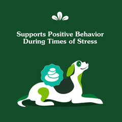 Greenies calming chews dog enjoying chew after activity for relaxation support.