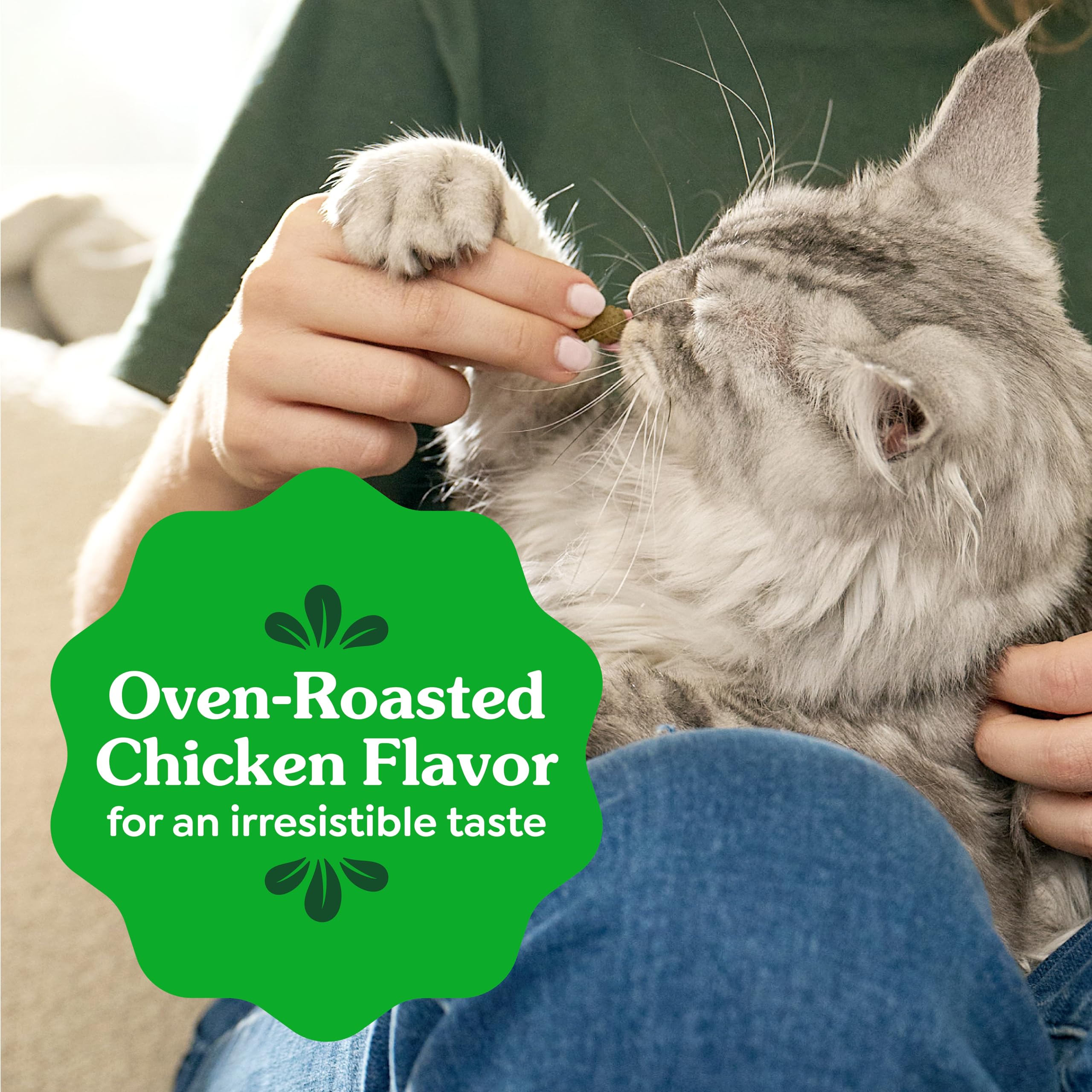 Indoor cat enjoying savory chicken-flavored Greenies.