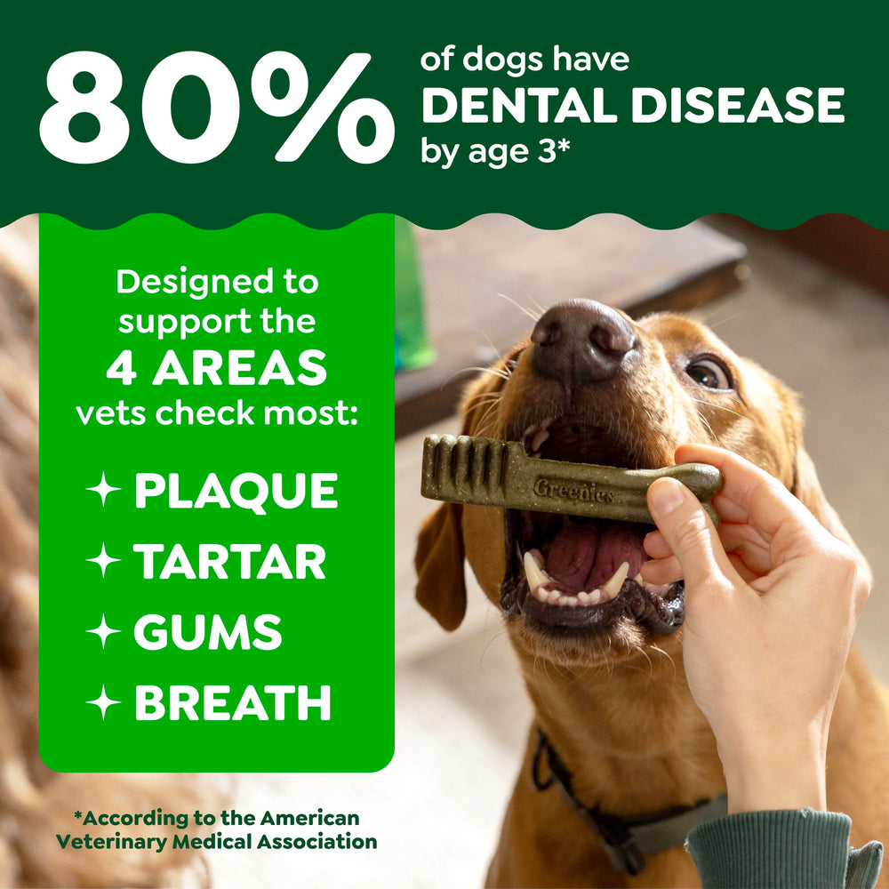 Greenies dental chews shown in action to promote fresher breath for dogs.