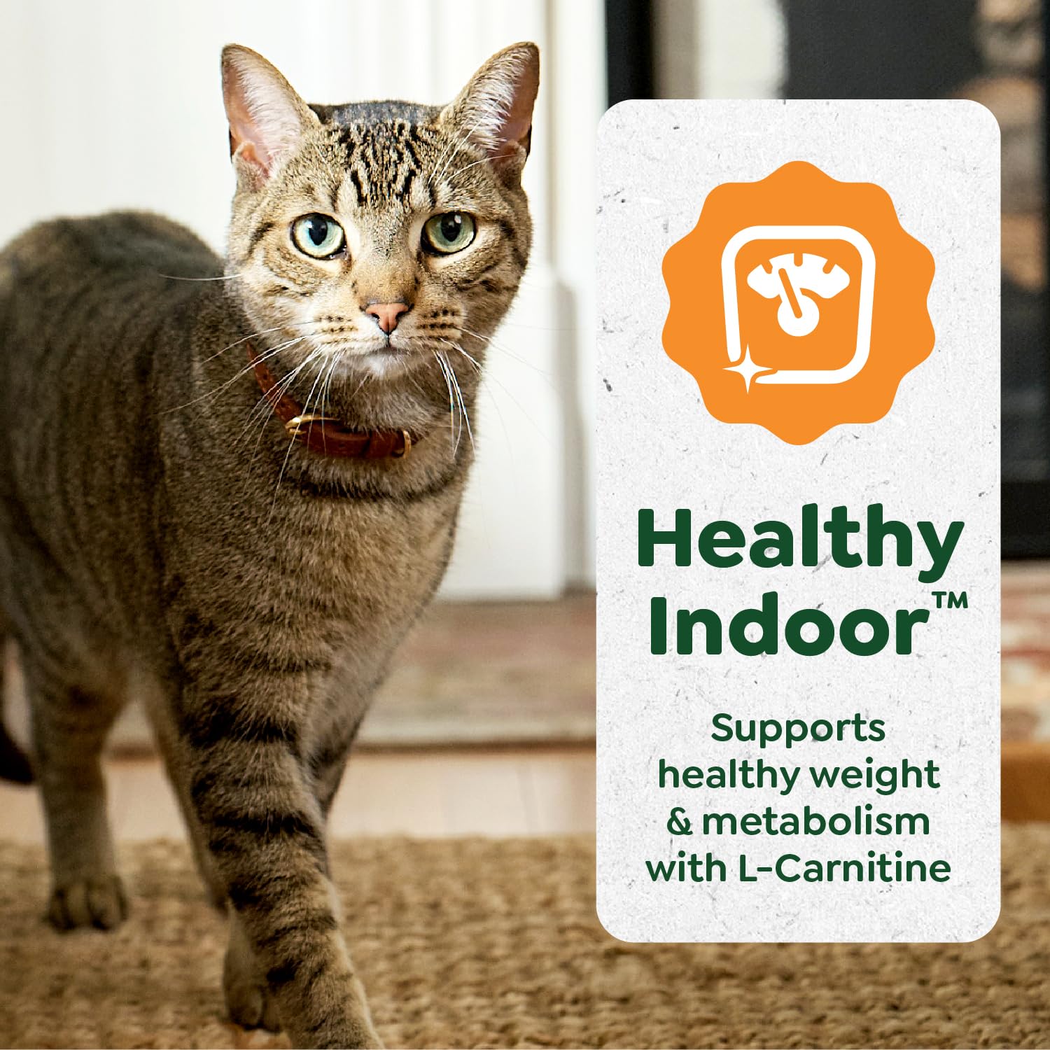 Greenies Feline Smart Purees cat treat bowl serving offers convenient feeding options.