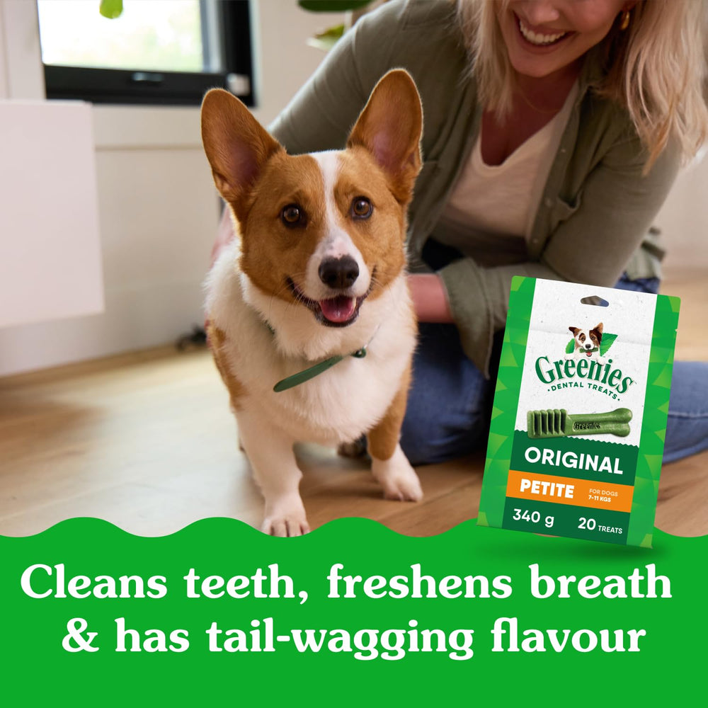 Greenies Petite small dog eating treat demonstrates a tasty dental reward.