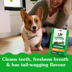 Greenies Petite small dog eating treat demonstrates a tasty dental reward.