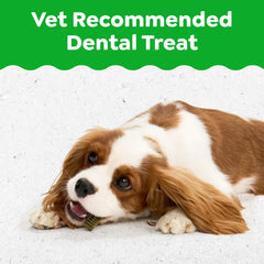Greenies Puppy Dental Chews close-up with textured surface cleans down to the gumline