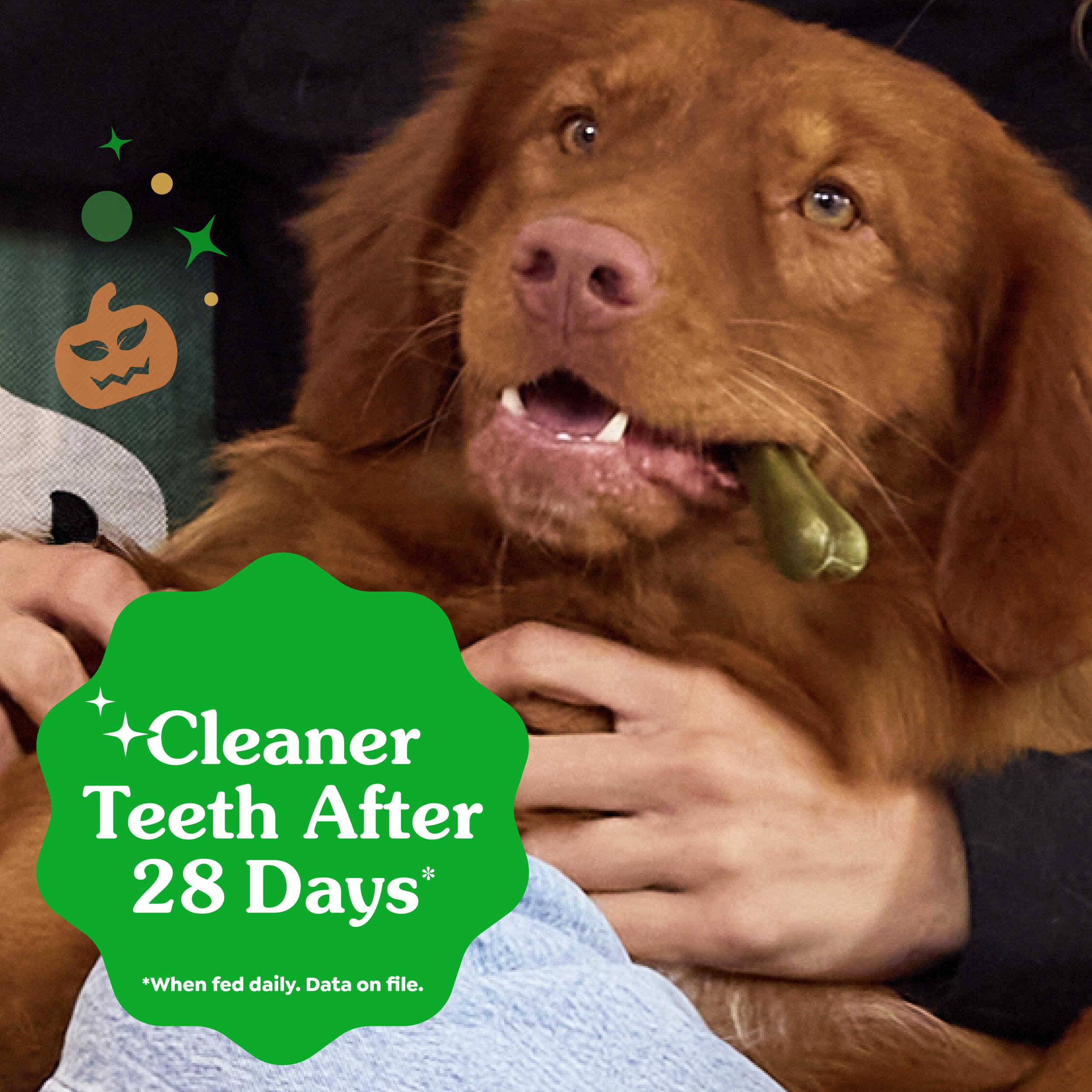 Greenies rawhide-free dog treats close-up: safer chew option for sensitive mouths.