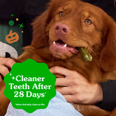 Greenies rawhide-free dog treats close-up: safer chew option for sensitive mouths.