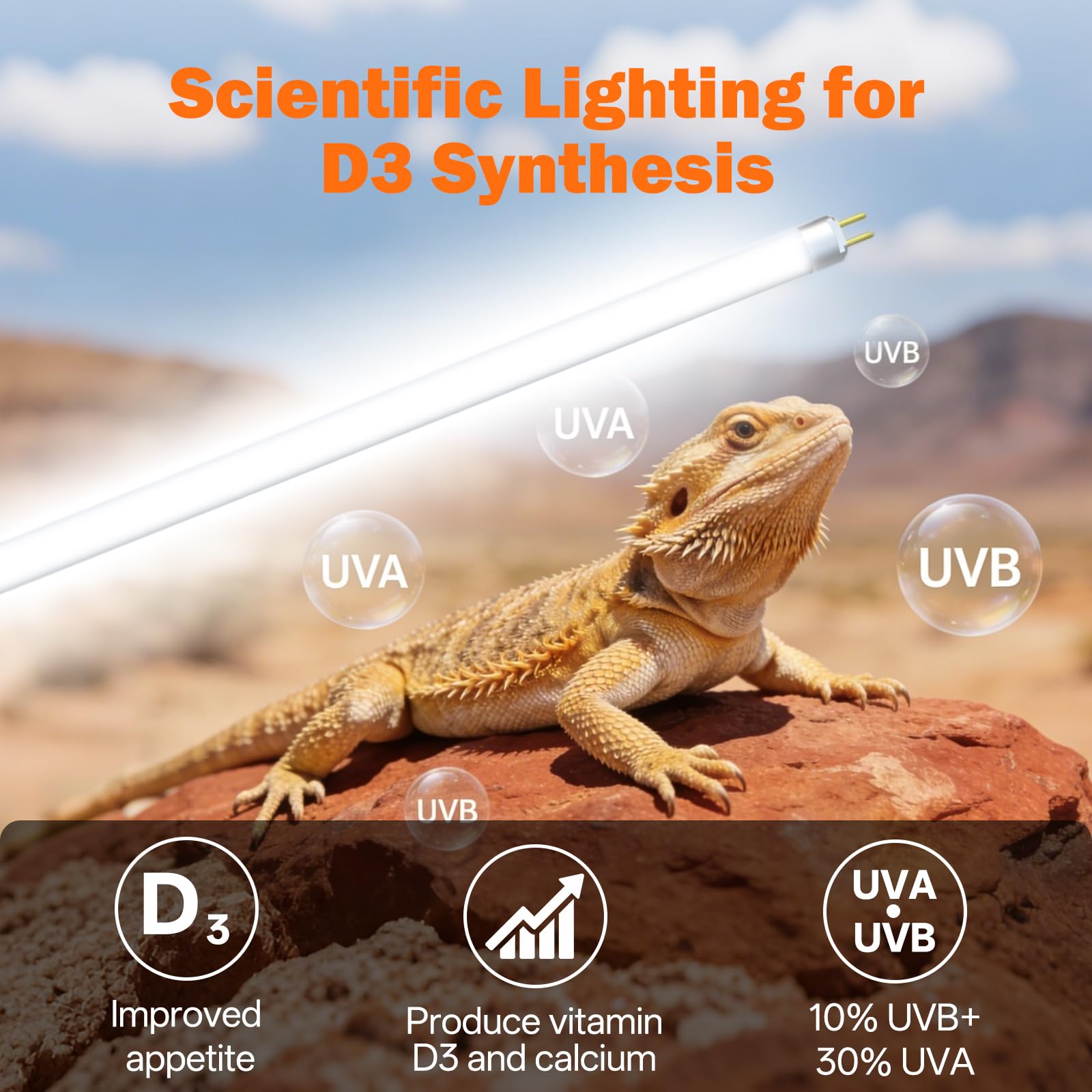 GREENPAW desert reptile setup shows Bearded Dragon basking environment