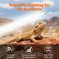 GREENPAW desert reptile setup shows Bearded Dragon basking environment