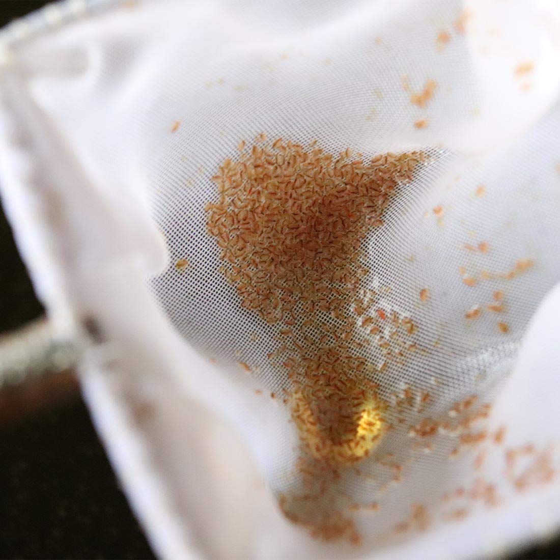 GreenWaterFarm Moina Macrocopa eggs providing live food for betta fry.