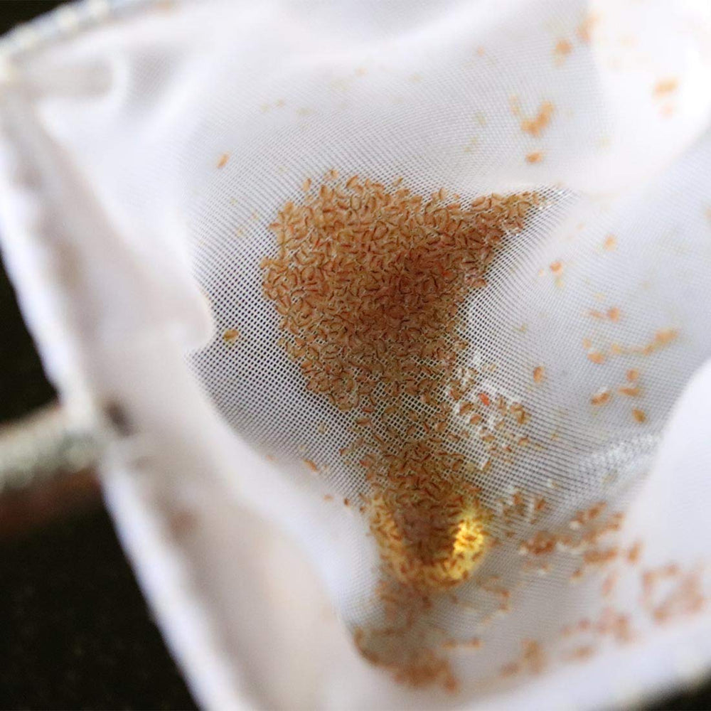 GreenWaterFarm Moina Macrocopa eggs providing live food for betta fry.
