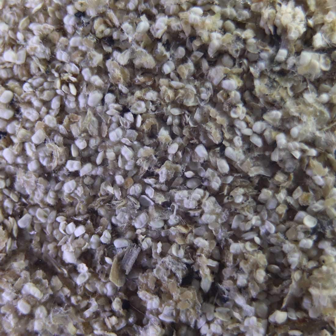 GreenWaterFarm Moina Macrocopa eggs labeled for quality and safety.
