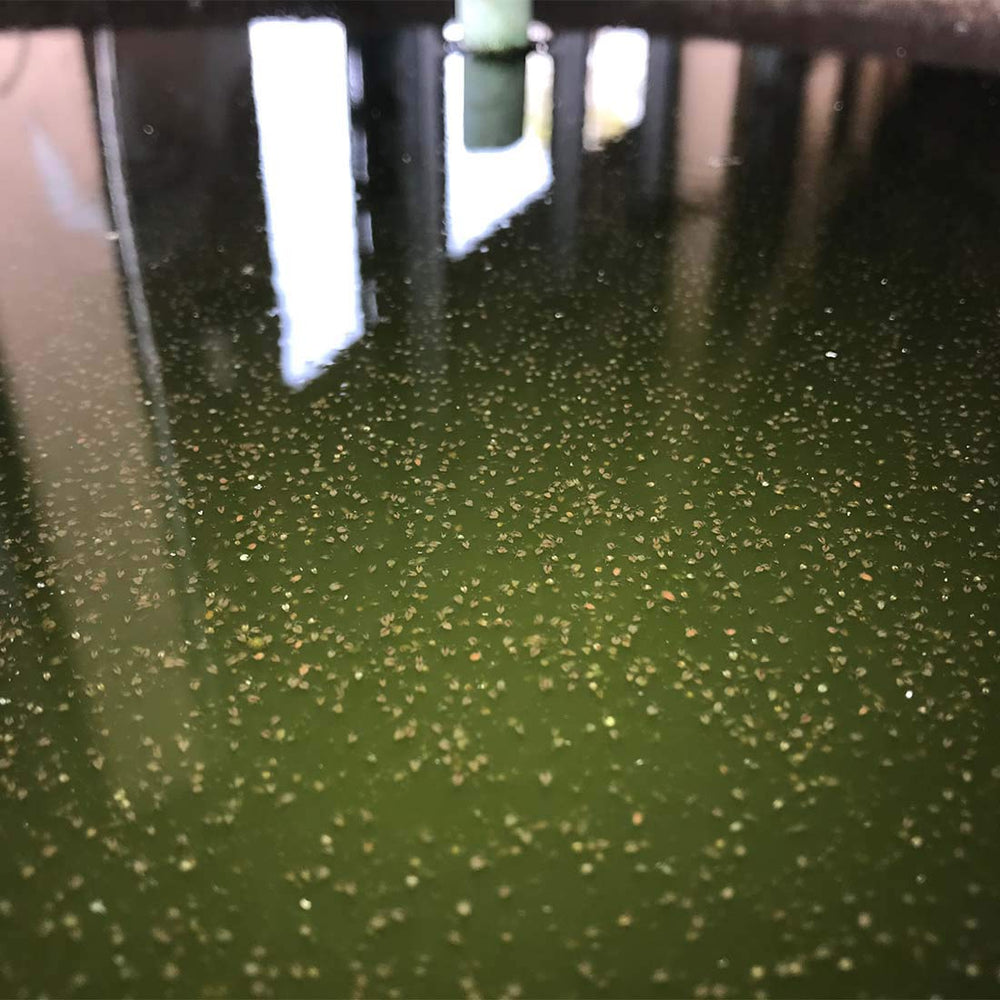 GreenWaterFarm Moina Macrocopa eggs offered as alternative to pellet feed.