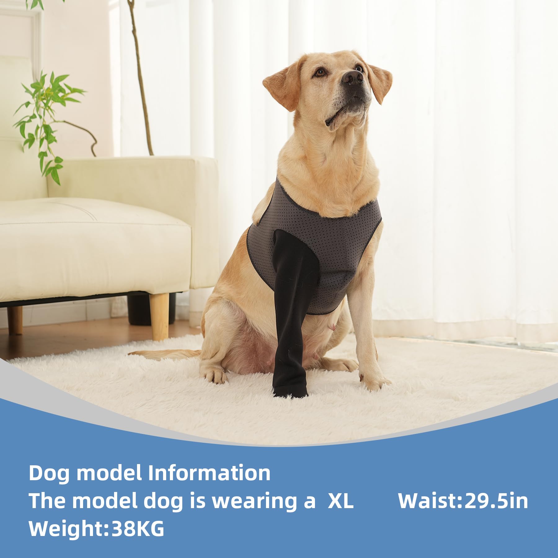 Grettytling paw sock serves as a cone-free post-surgery alternative.