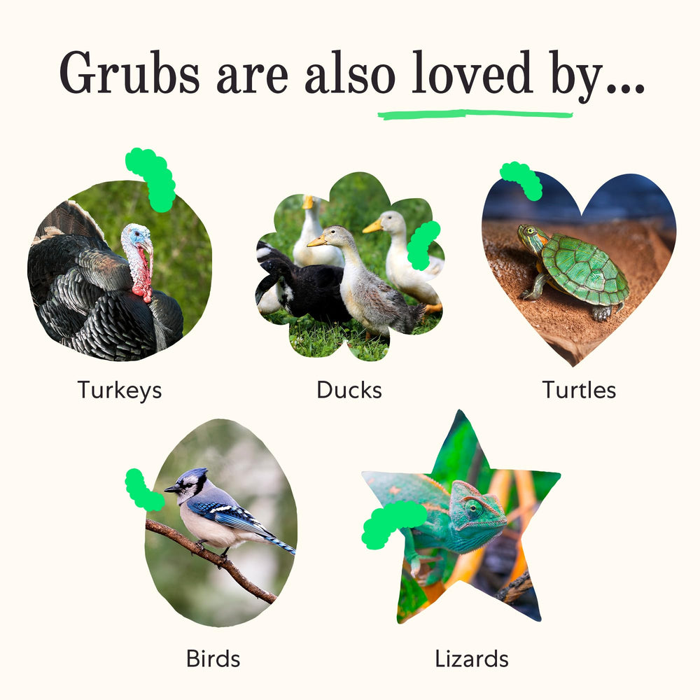 Grubblies sustainably-grown-diet sourced grubs with natural nutrition.