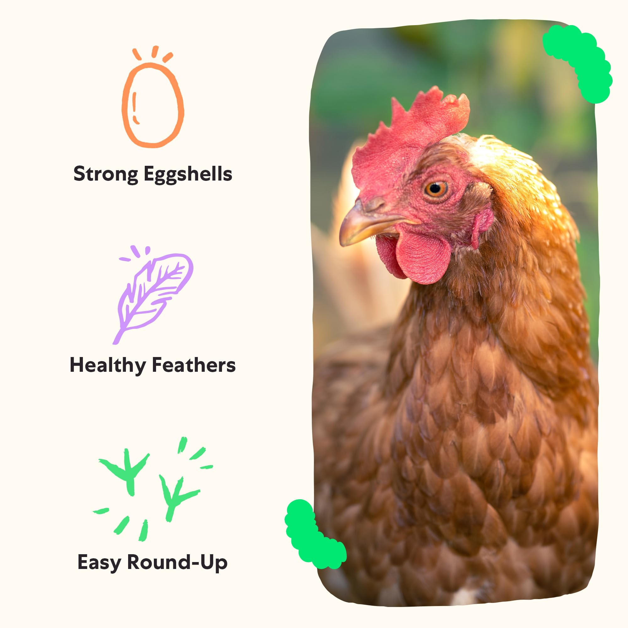 Chickens foraging as Grubblies are scattered in the run