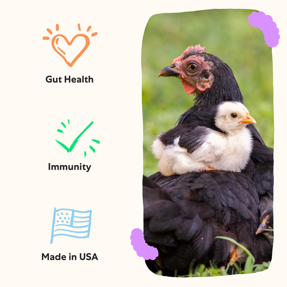 Grubbly Farms bottle beside coop highlights consistent flock wellness routine