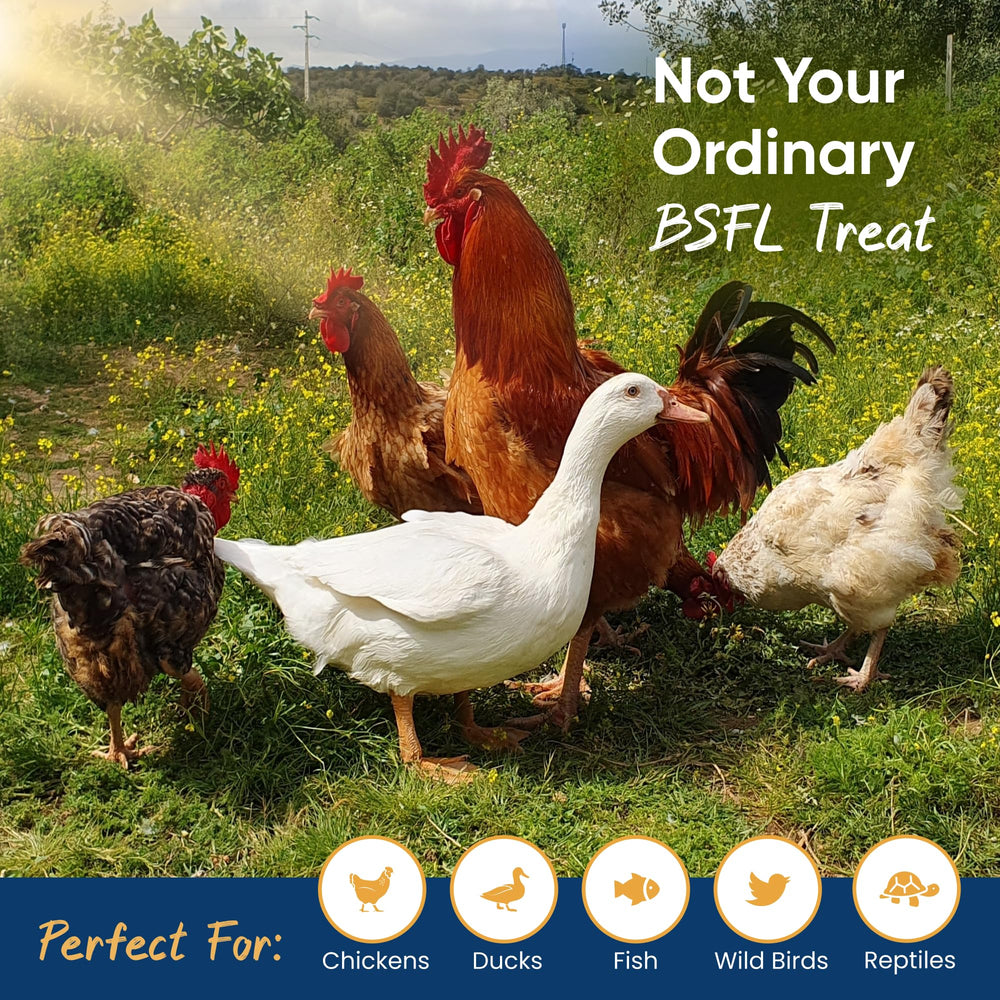 Grubs Delight sustainability badge highlights upcycled sourcing and transparency.