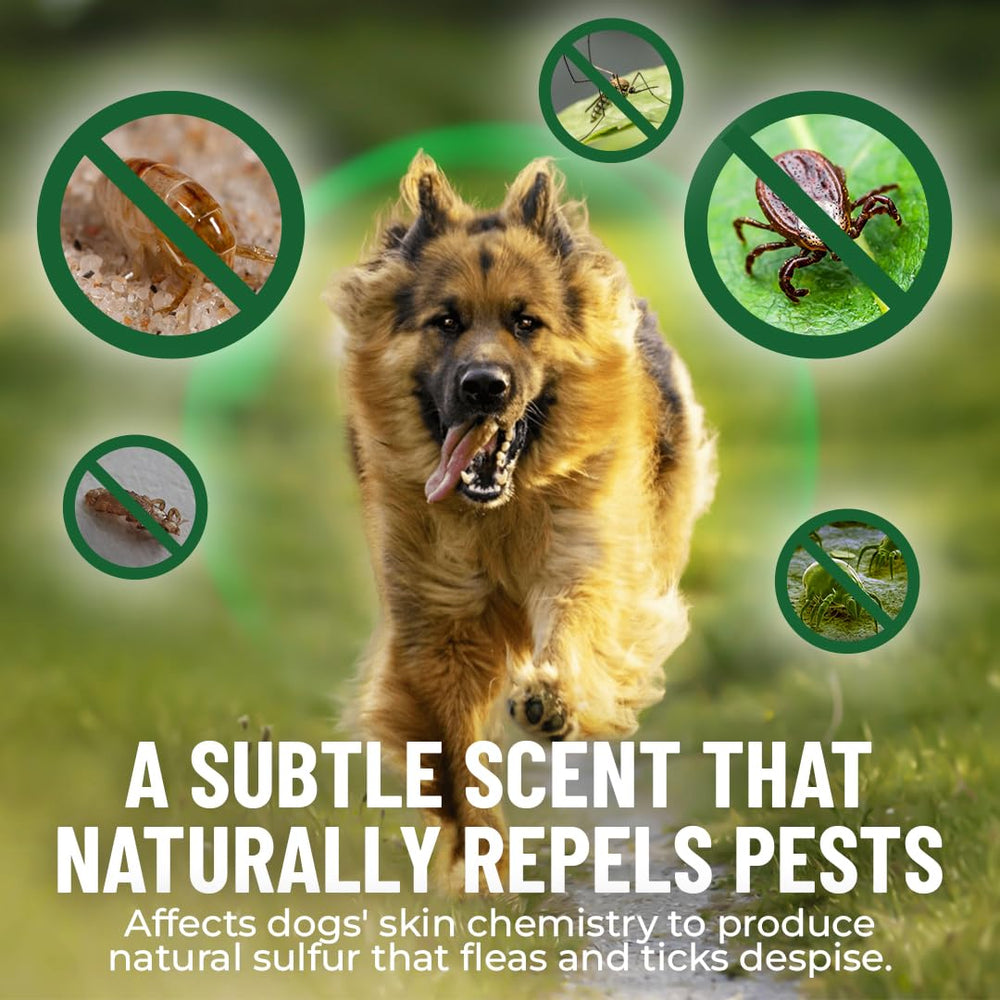 Guardian's Choice chicken-flavor chews, easy to give at snack time.