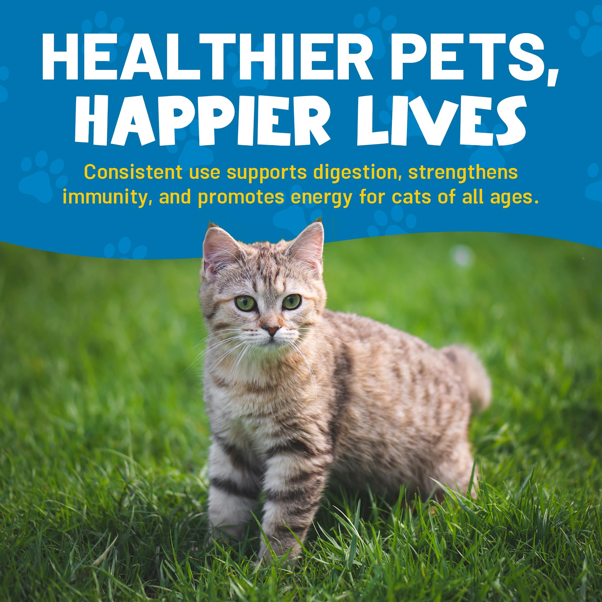 Guardian’s Choice Purrbiotics mealtime with a content cat.
