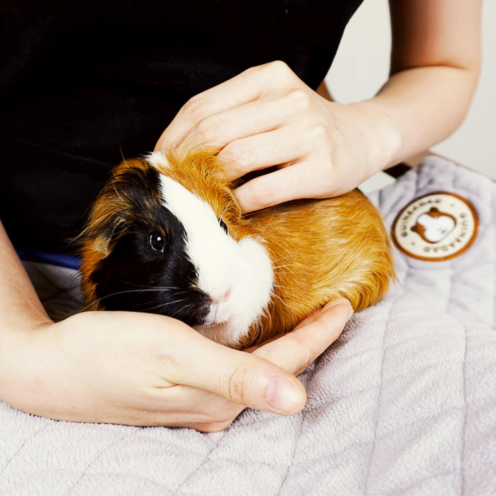 GuineaDad liner cage-liner coverage ensures a hygienic enclosure between changes.