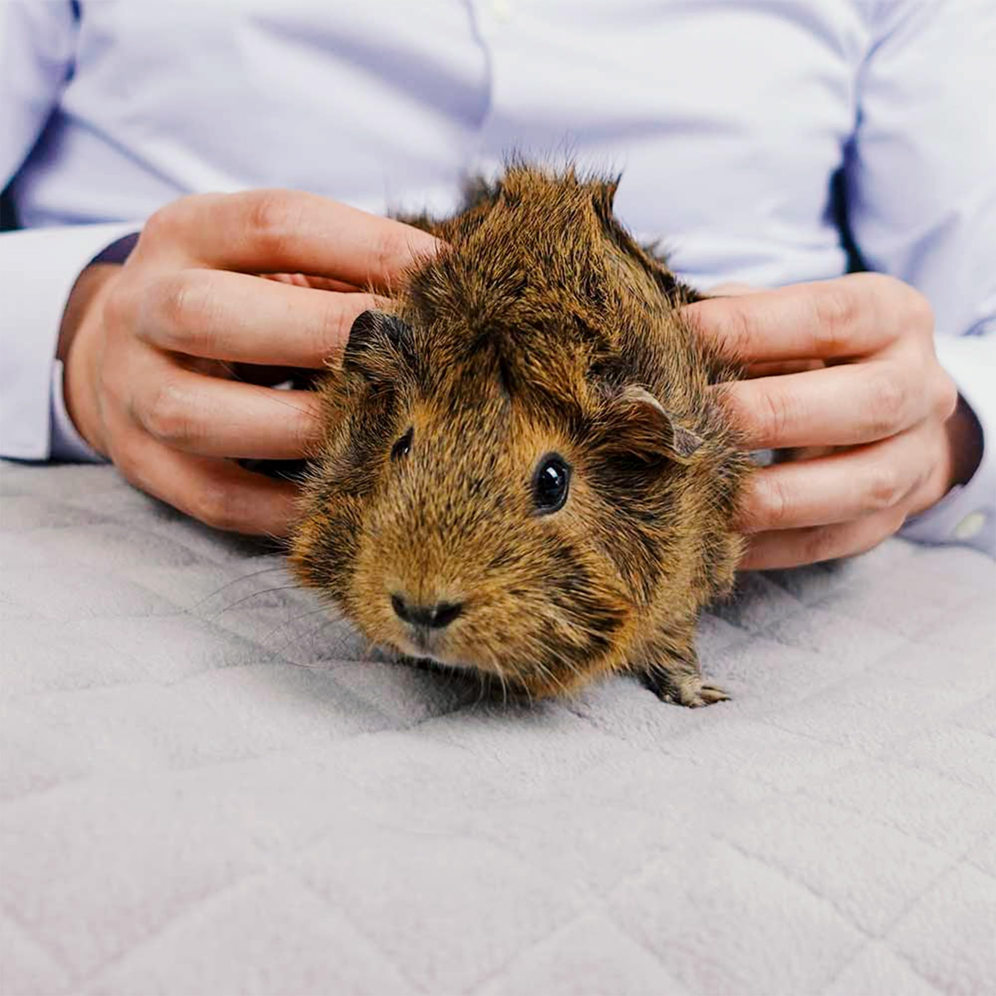 GuineaDad liner easy-clean design simplifies daily cage care.