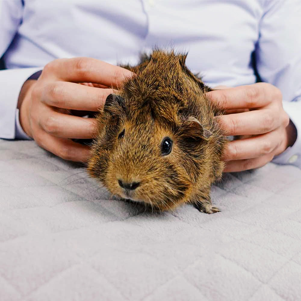GuineaDad liner easy-clean design simplifies daily cage care.