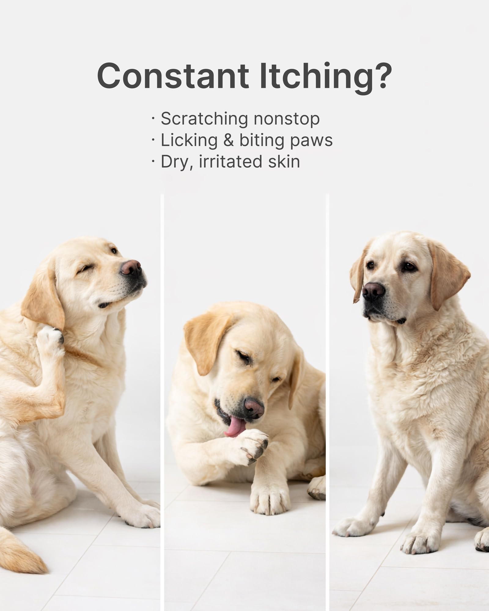 Guluprime paw licking support helps reduce paw licking in dogs