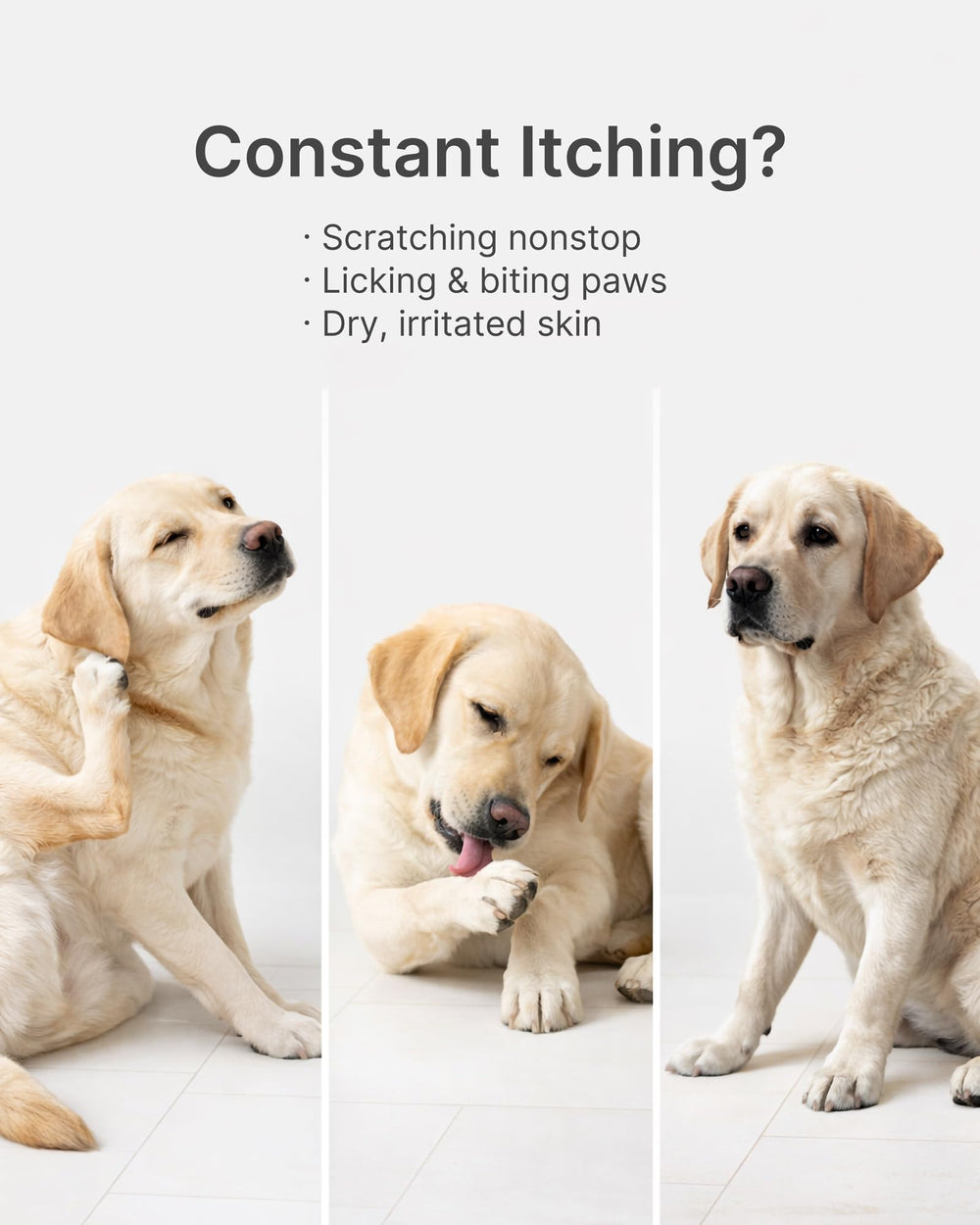 Guluprime paw licking support helps reduce paw licking in dogs