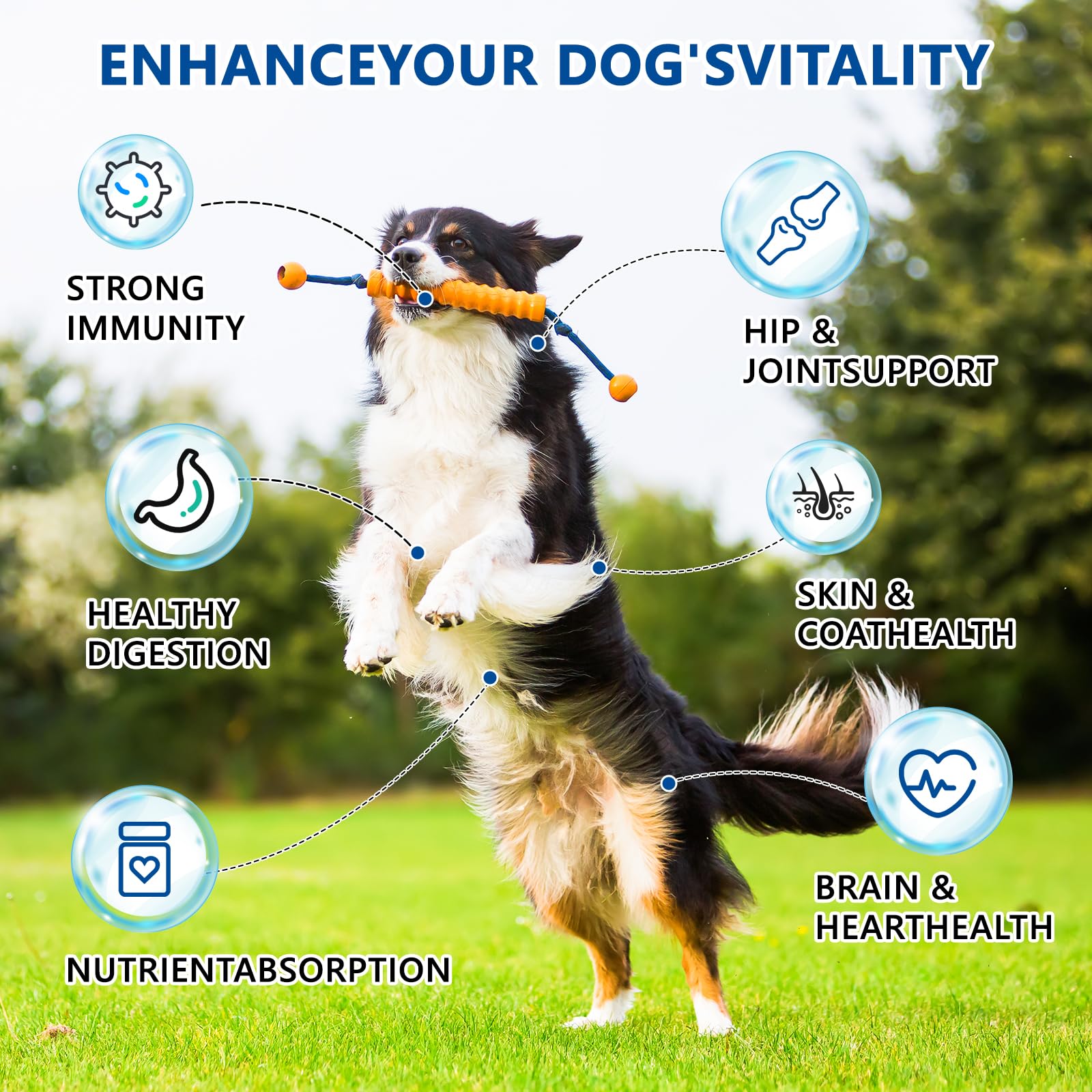 GuruAmi 40-in-1 dog vitamins chew close-up probiotics promotes gut balance.