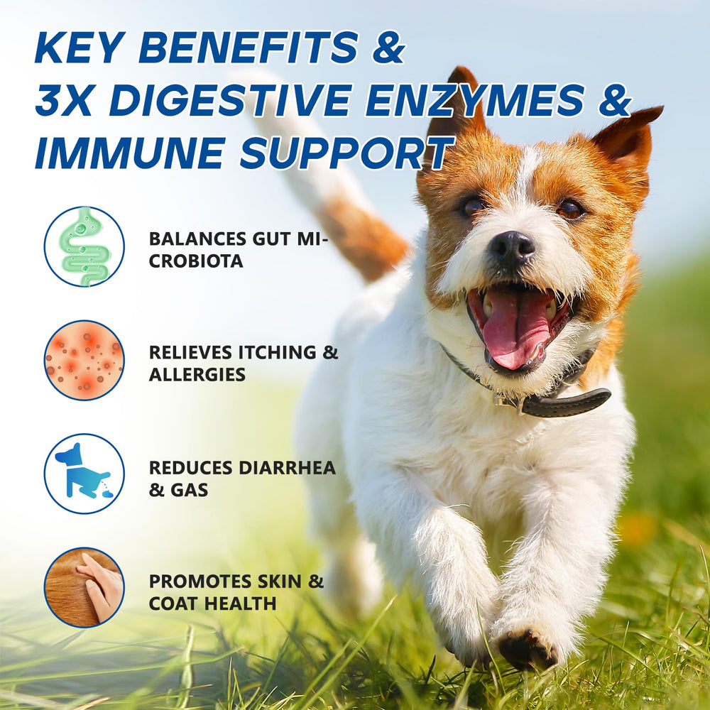 GuruAmi probiotic chews with digestive enzyme blend for daily wellness.