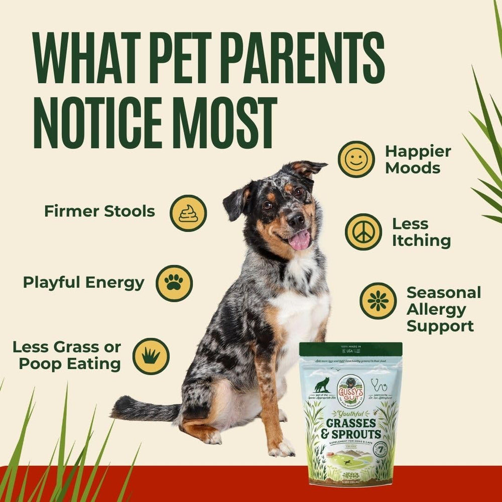 Gussy's Gut digestive health bowl showing easy food mix-in for dogs