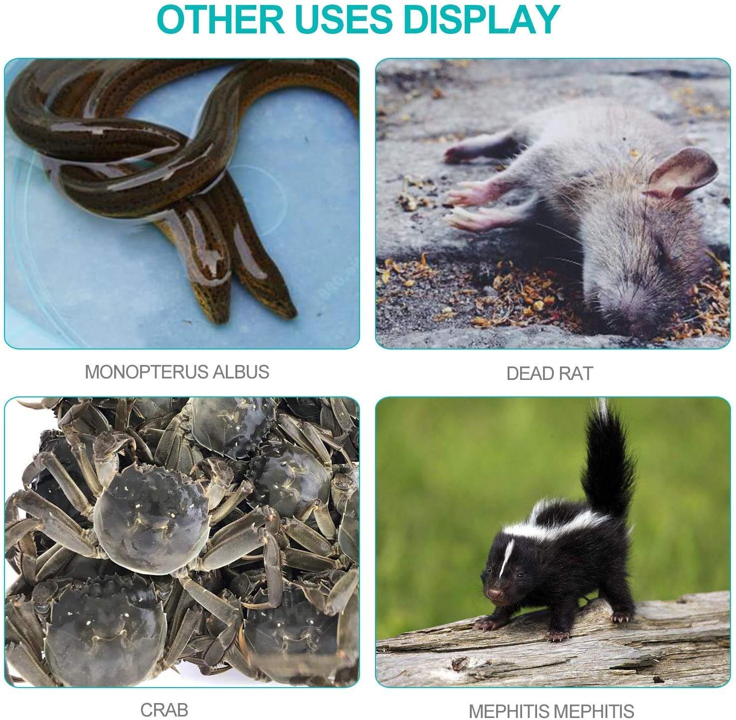 Humane handling focus on GYORGKSHI snake tongs for safer capture
