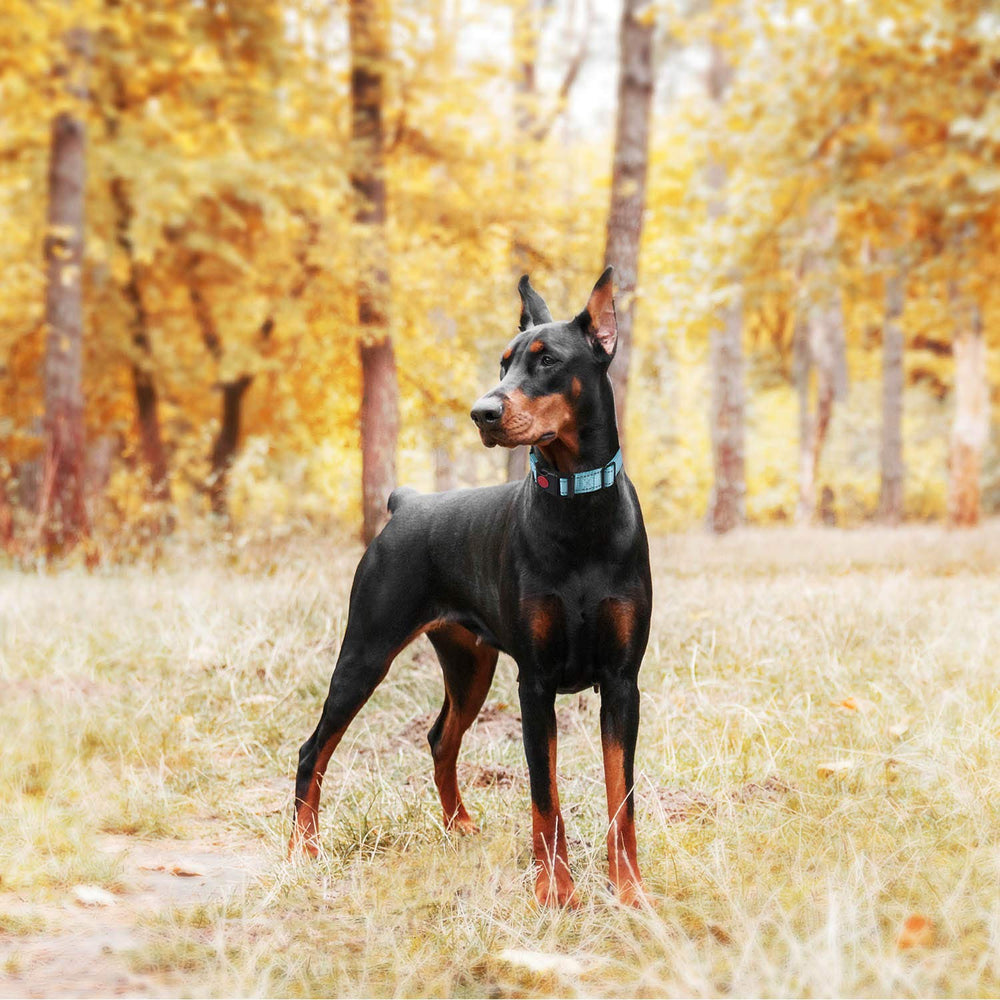 haapaw dog collar featuring heavy-duty hardware for training and daily wear.