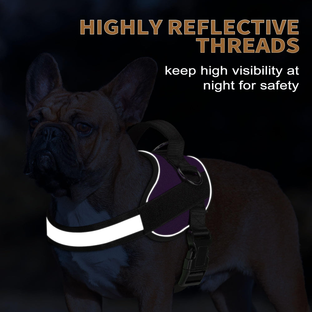Haapaw Essential Dog Harness includes bonus 5ft leash for versatile outdoor use