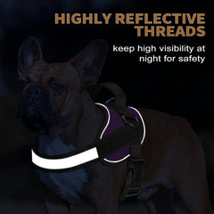 Haapaw Essential Dog Harness includes bonus 5ft leash for versatile outdoor use