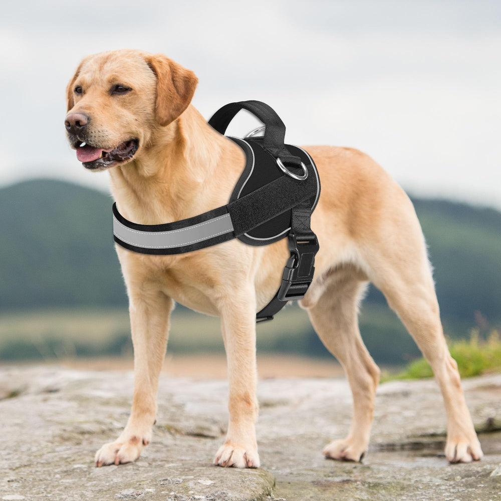 Haapaw Harness highlighting reflective accents for dusk visibility