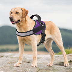 Haapaw purple harness image highlights reflective straps for visibility during evening walks.
